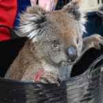 Makeshift Koala Hospital in Australia Scrambles to Save Animals Hurt in Bushfires