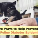 Two Ways to Help Prevent the Feline Diabetes Epidemic