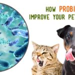 How Probiotics Can Improve Your Pet's Health