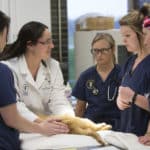 Vet Tech Degree Programs Online