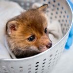 Tiny red fox gets Big Red care