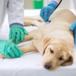 Pet Dog with Plague Exposed More Than 100 Veterinary Workers to the Disease