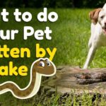 If a Snake Bites Your Pet, Never Do This