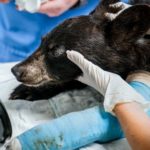 Cornell veterinarians save black bear cub hit by car | Cornell Chronicle