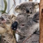 Koalas face a bleak future amid fires, infection, logging