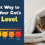 The Best Way to Detect Your Cat's Pain Level