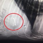 Dog swallows discarded fishing hook on beach, emergency surgery costs owner $2,700 – ABC News (Australian Broadcasting Corporation)