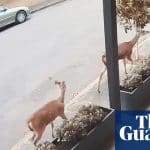 Doe! Two deer on the loose in Sydney suburb of Leichhardt | Sydney | The Guardian