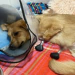 Russian veterinarians implant four bionic prostheses in a stray dog ​​for the first time in history