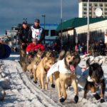 Dog that completed Iditarod sled race dies of pneumonia | wfmynews2.com