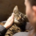 COVID Variant Tied to Heart Inflammation in Cats, Dogs