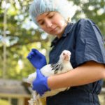 CVM Launches its First Mobile Poultry Service