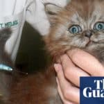 ‘Oh my gosh, the kittens!’ How the pandemic unleashed bedlam in veterinary clinics | US news | The Guardian