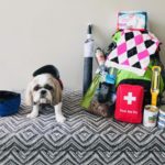 Do you have an emergency kit for your dog? Experts offer tips to keep pets safe after earthquakes hit West Coast | The Star