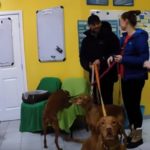 Animal Clinic Staff Send Off Three Dogs With A Bang – CentralDogs.com