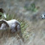 Helicopter crash kills 3 Texas wildlife workers during survey of bighorn sheep