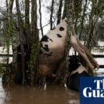 A flood-hit farmer's lament for his lost cows: 'It's the helplessness of hearing them bellowing' | Australia east coast floods 2021