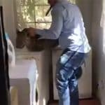 WATCH: There's a leopard in my laundry! Vet catches big cat in Benoni home