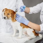 Incredible Carol Stream Veterinary Hospital Ideas