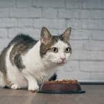 Cats are more satisfied when fed just once a day, study finds