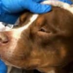 Monmouth County SPCA suspends operations over canine influenza outbreak