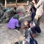 Double tragedy as elephant shot 43 times dies – after crushing ranger to death