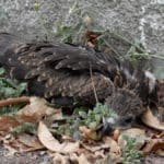 VIDEO. Heatwave in India: volunteers mobilized to save dehydrated birds fallen from the sky