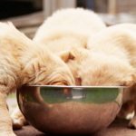 8 Best Puppy Foods 2022 | The Strategist