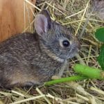 Veterinarians urge pet owners to prepare for the arrival of rabbit hemorrhagic disease