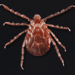 Invasive longhorned tick found in East Tennessee