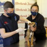 Fourth incident of rabies in Cape Town: ‘It’s quite alarming’ – Animal Welfare Society