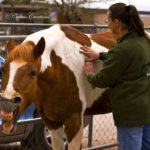 Incredible Mobile Equine Vets Near Me References