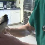 Veterinarian clinics see backlogs and staffing shortages