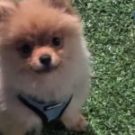 Puppy dies after grooming service at California Petco, owner demands answers, action