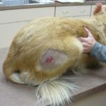 Shocking trend: Pet owners abusing their own animals to get drugs | kgw.com