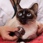 Keep Up with Your Cat’s Health