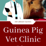 List Of Vet Clinics Near Me For Guinea Pigs References