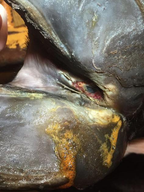 VETERINARY VIEWPOINTS: What if it's foot rot? What if it's not?