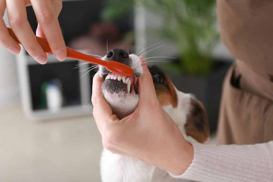 PAWS & PAGES: Pet dental month