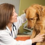 Veterinarians are over three times more likely to die by suicide