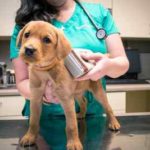 Certified Animal Clinic in Mississauga | Trusted Veterinarians (Mississauga, ON)