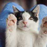 New York Could Become First State To Ban Cat Declawing