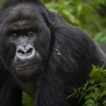 How do you save endangered gorillas? With lots of human help