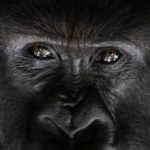 Mountain gorillas rebound thanks to careful interventions