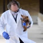 A&M veterinary school keeps running, treating animals