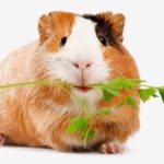 Incredible Vets Near Me That Help Guinea Pigs Ideas