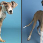 Emaciated puppy found near dumpster nurtured back to health, ready for adoption