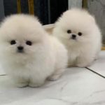 Gorgeous pomeranian puppy (Jacksonville, FL)