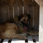 Stranded and abused: It really is a dog's life in Lebanon | Al Arabiya English