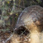 News24.com | FEEL GOOD | Ally the poached pangolin gives birth in the wild after SA team's rescue efforts